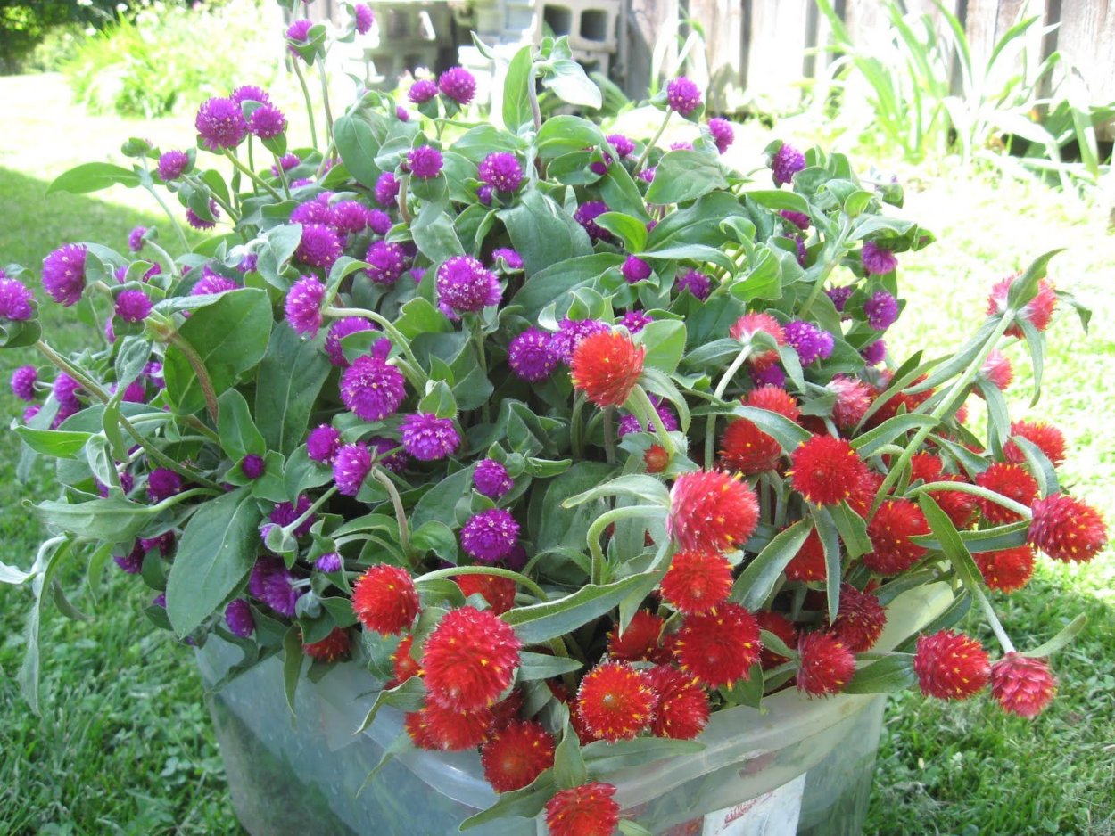 Gomphrena globosa цветок
