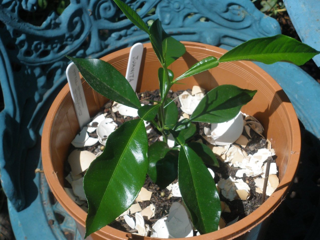 Росток апельсина из косточки