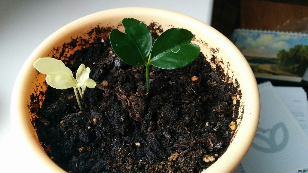 Росток лимона из косточки белого цвета