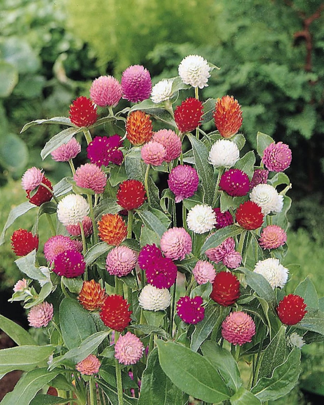– Гомфрена шаровидная - Gomphrena globosa / bicolor Rose