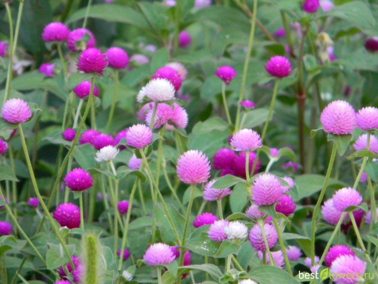 Гомфрена шаровидная