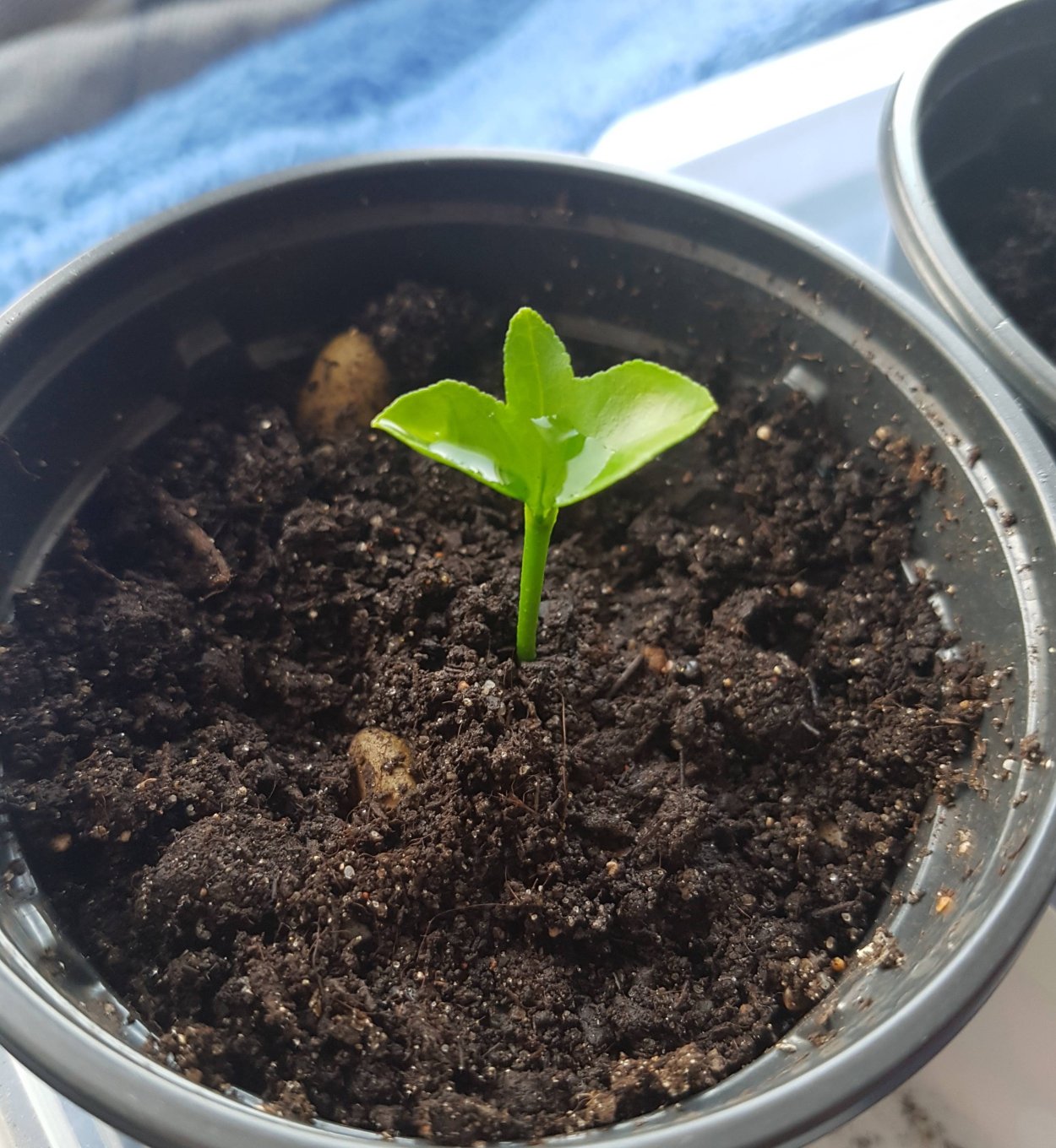 Росток лимона