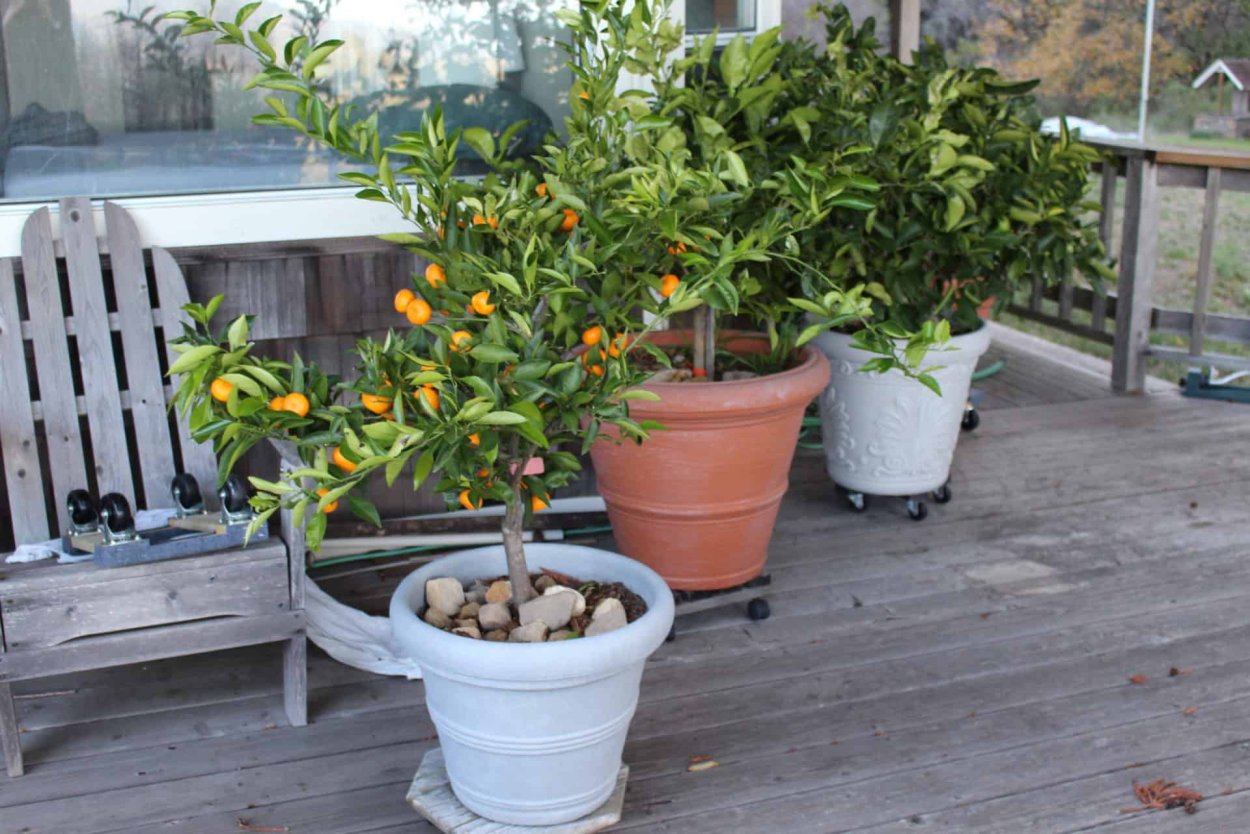 Росток мандарина уншиу