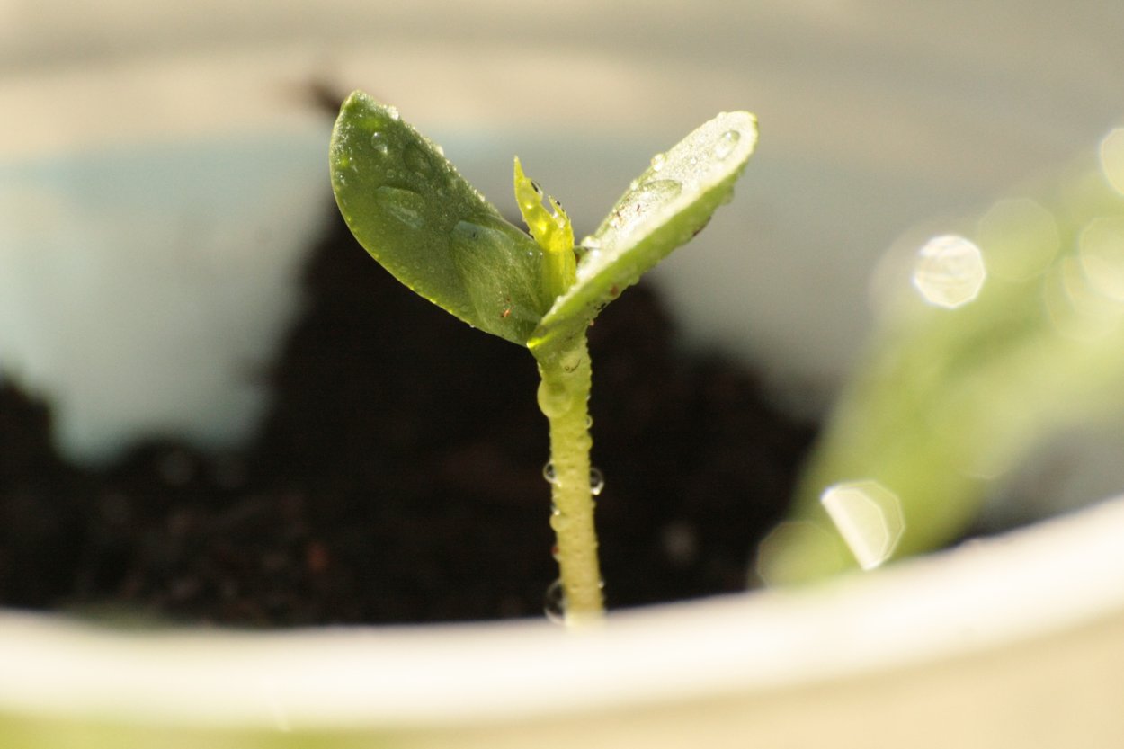 Первый Росток яблони