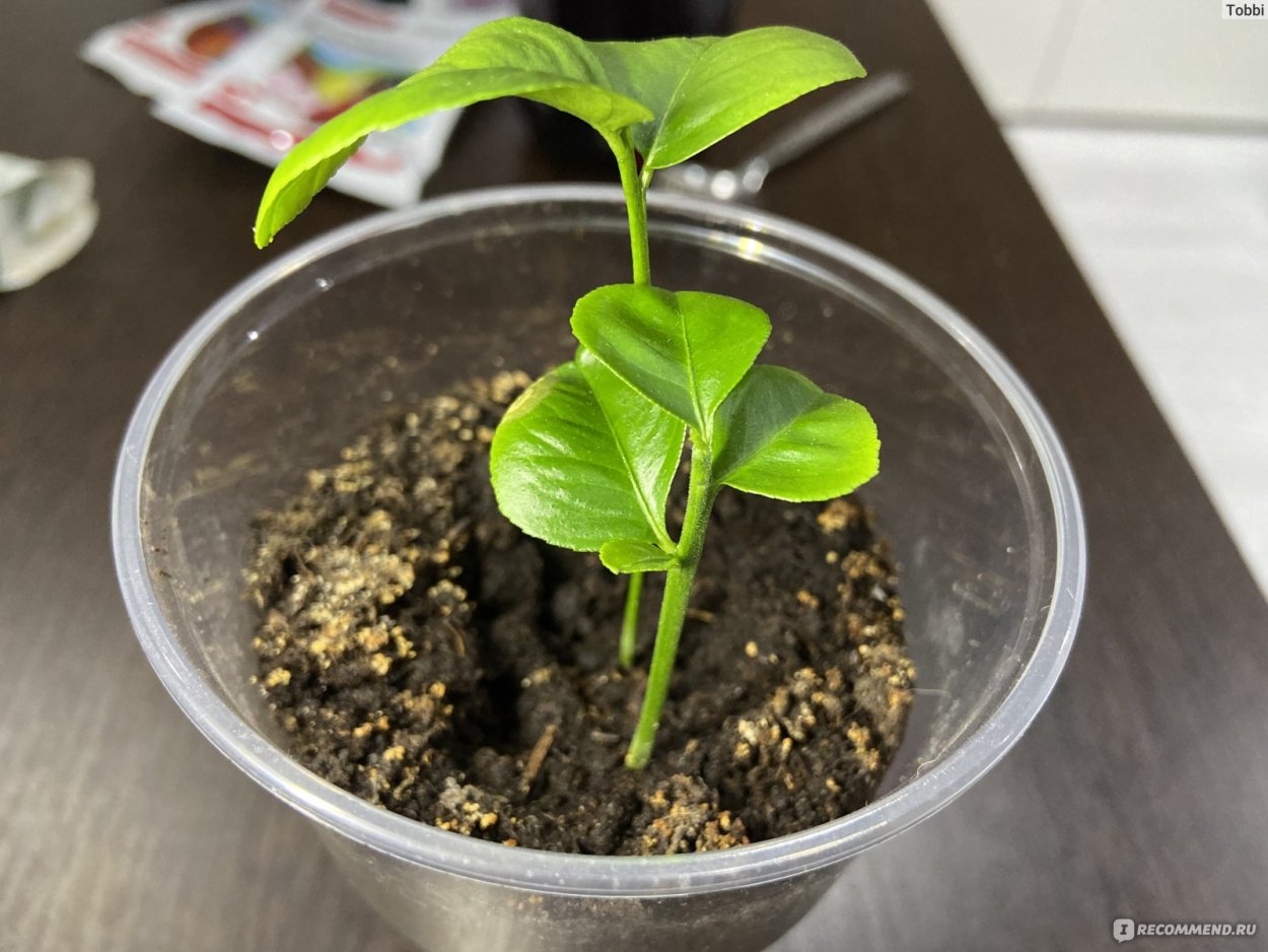 Маленький Росток лимона