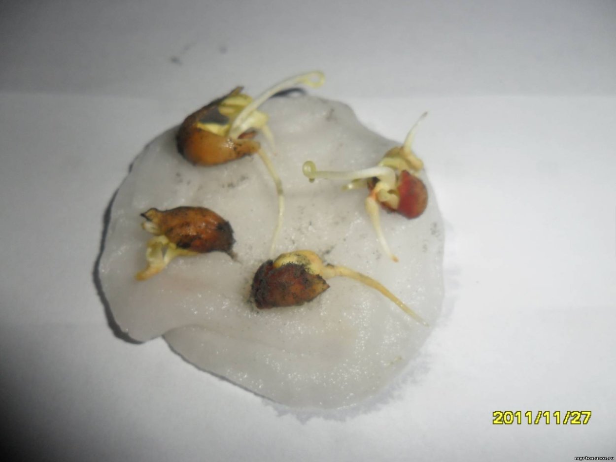 Проращивание косточки мандарина