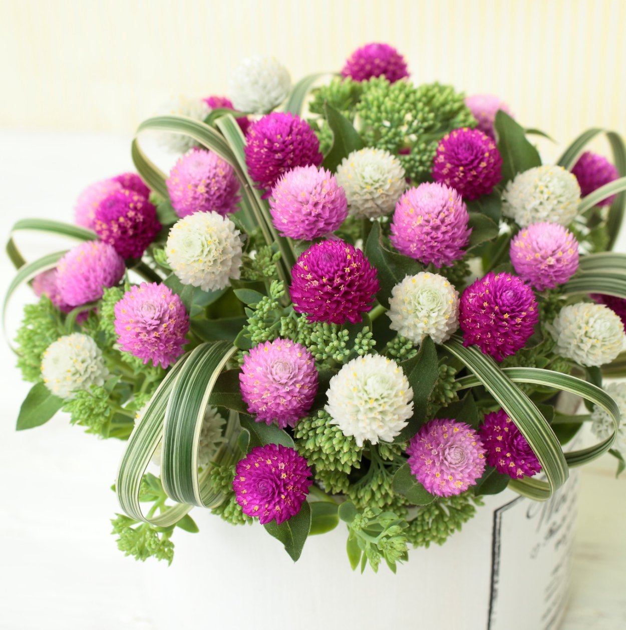 Гомфрена Клевер