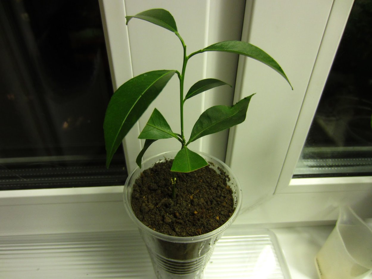 Росток лимона дома