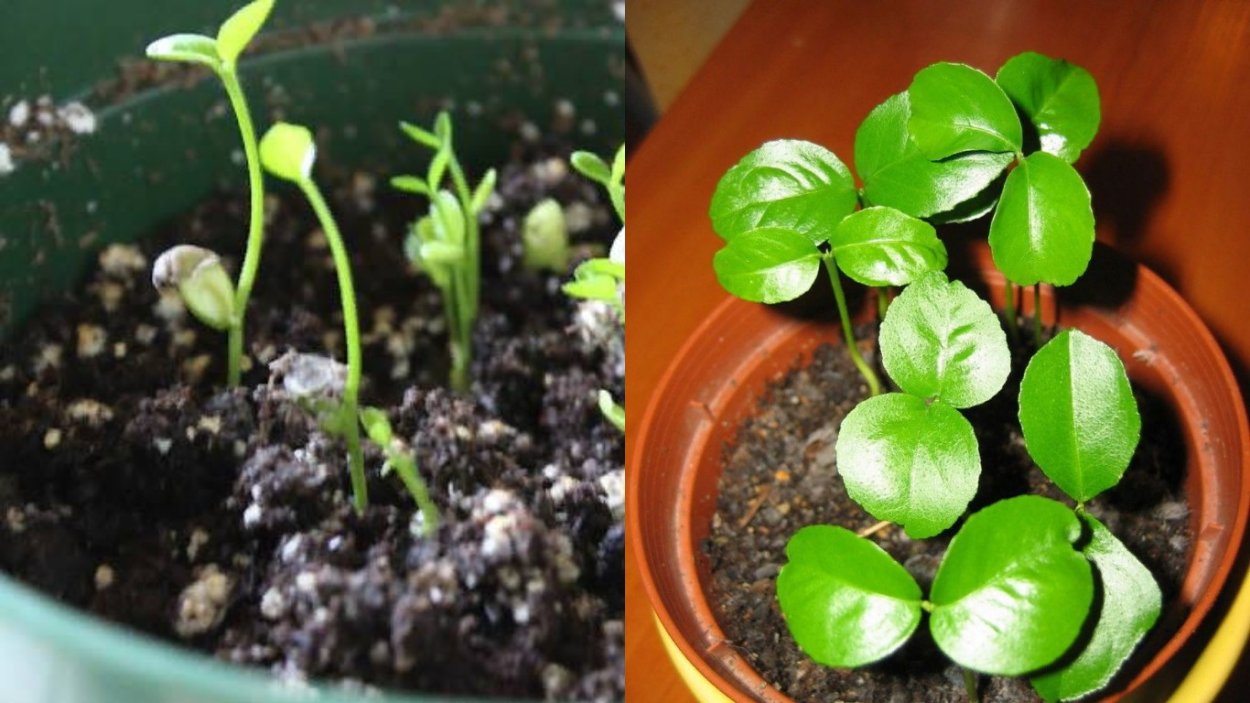 Мандарин из косточки 3 года