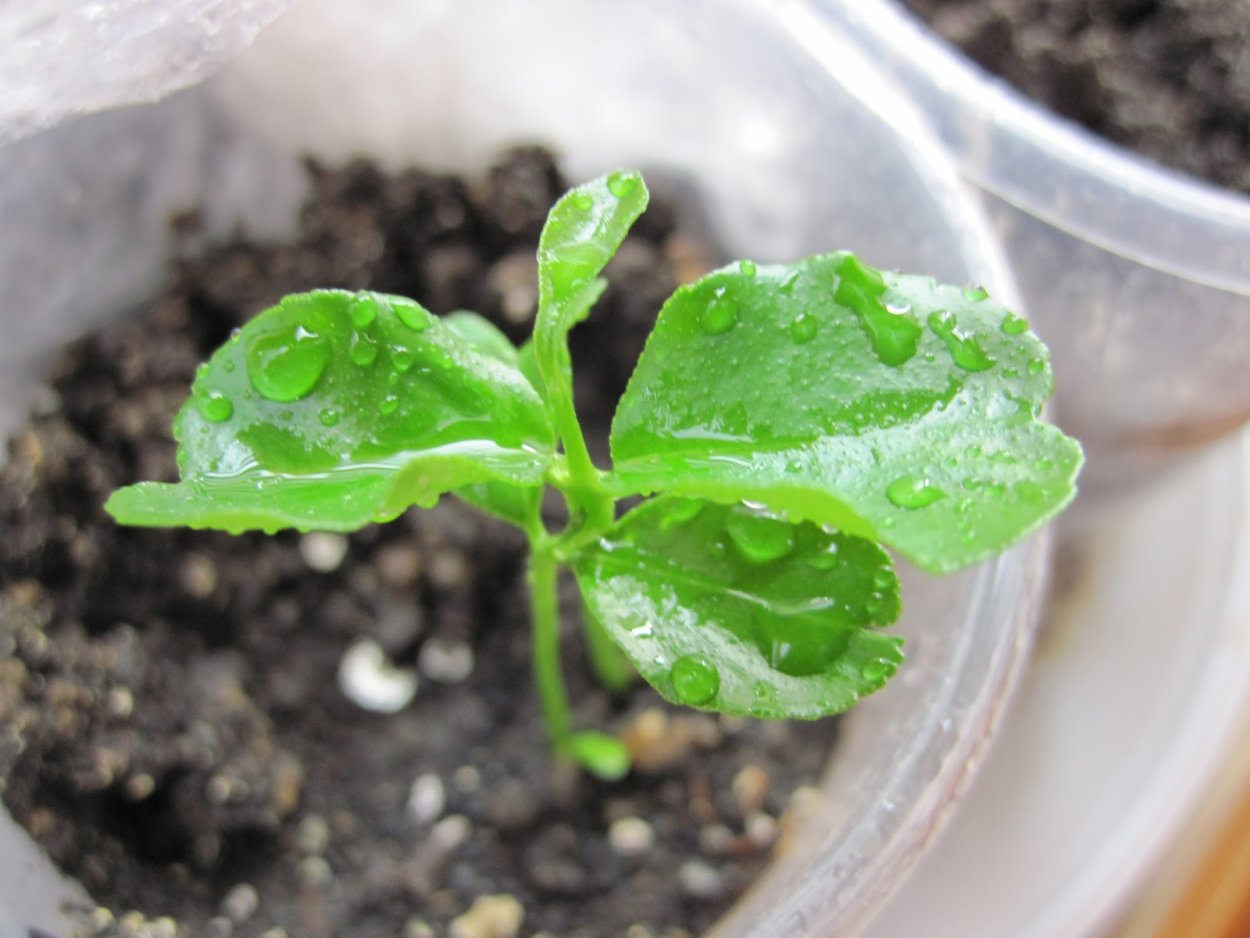 Росток мандаринового дерева всходы