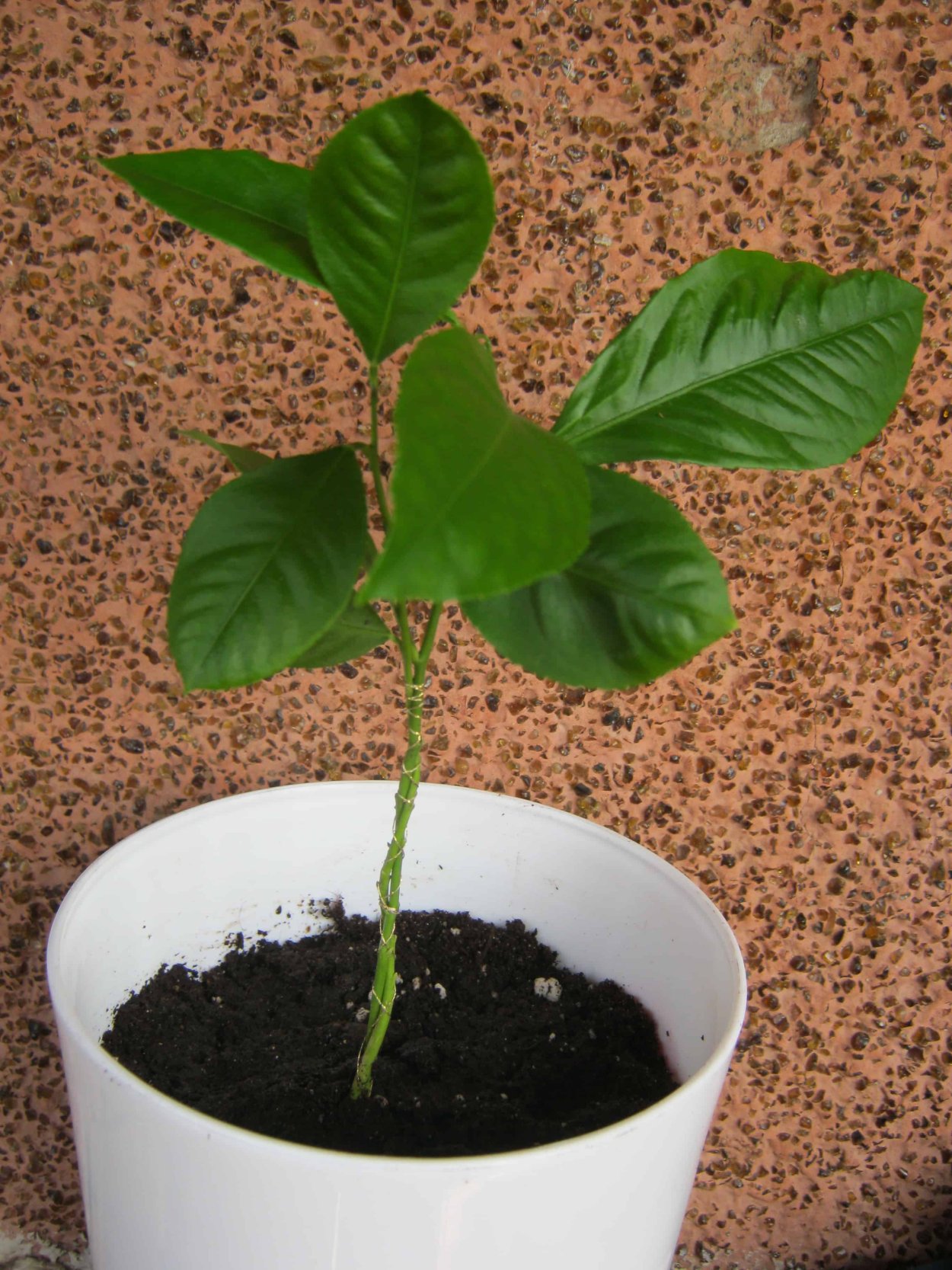 Росток Росток апельсина