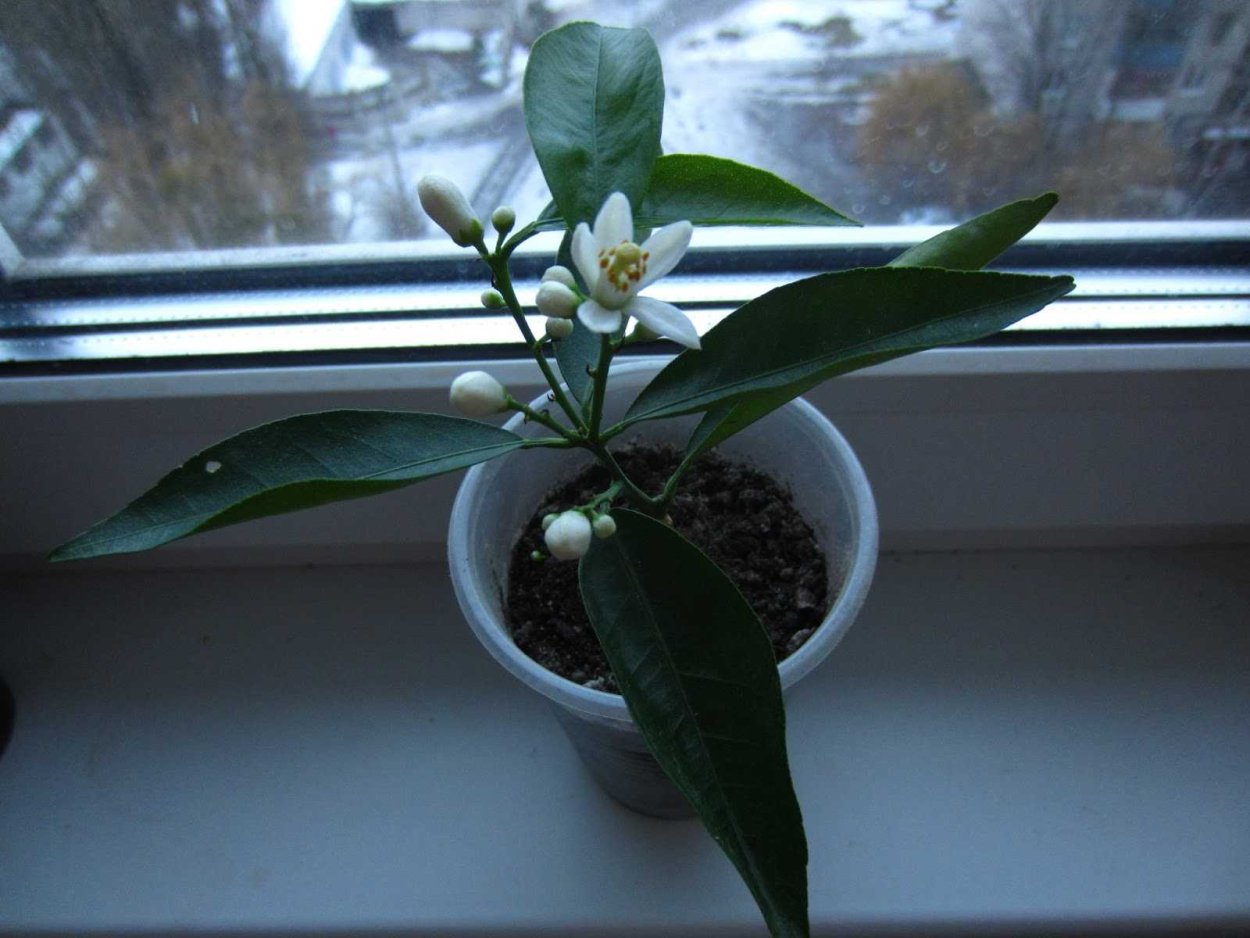 Мандарин из косточки