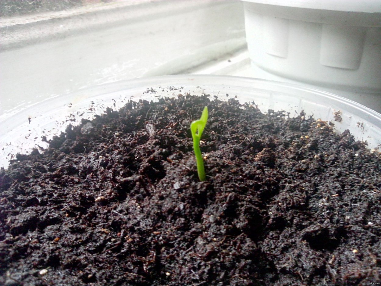 Росток лимона из косточки