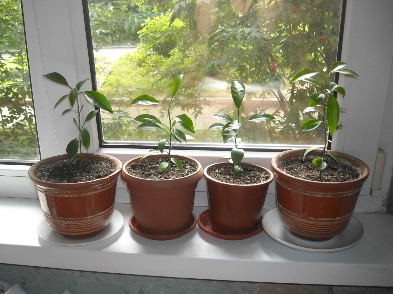 Мандариновое дерево Росток