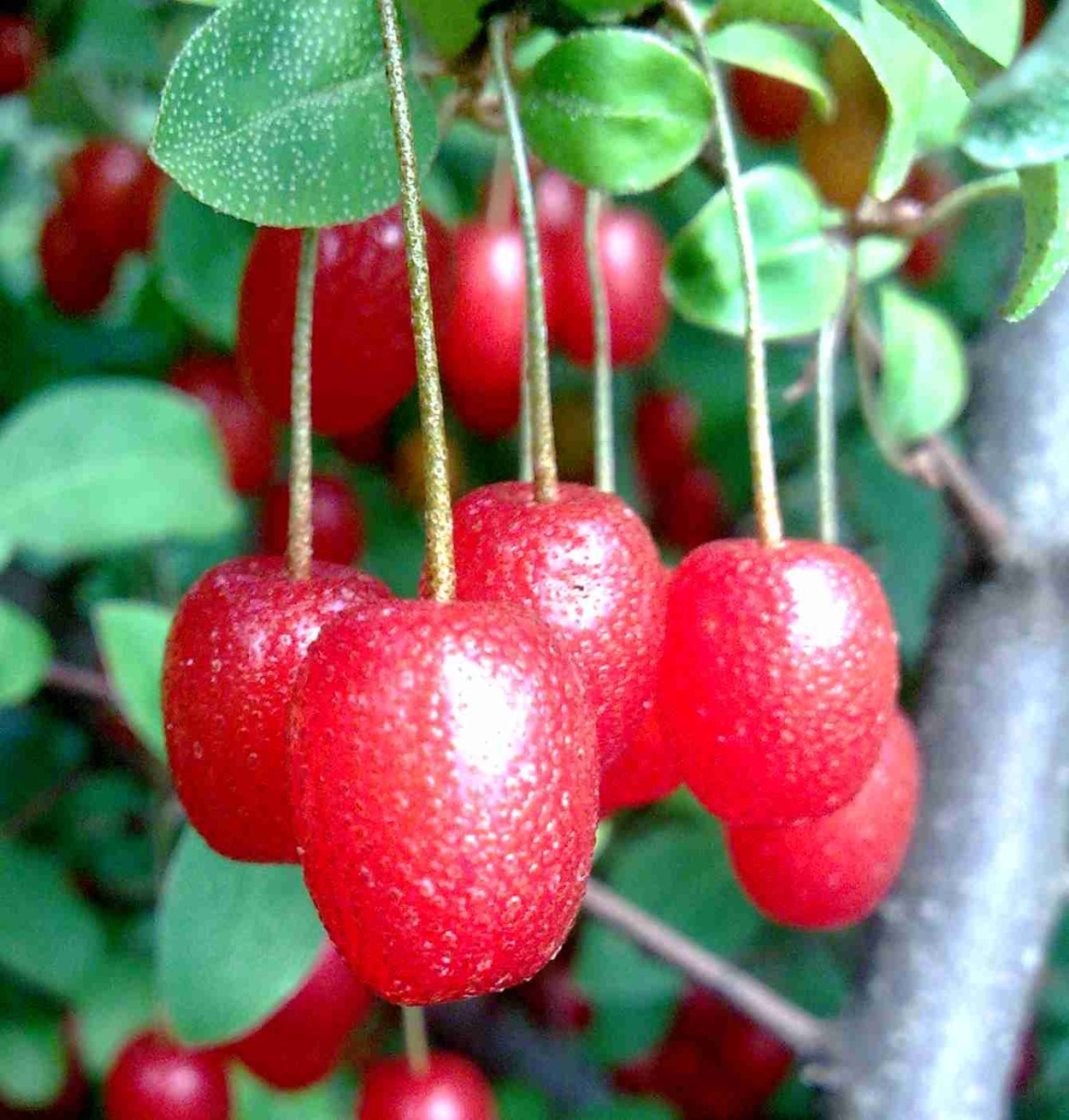 Лох серебристый узколистный