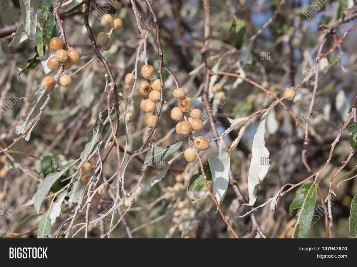 Костяника ягода