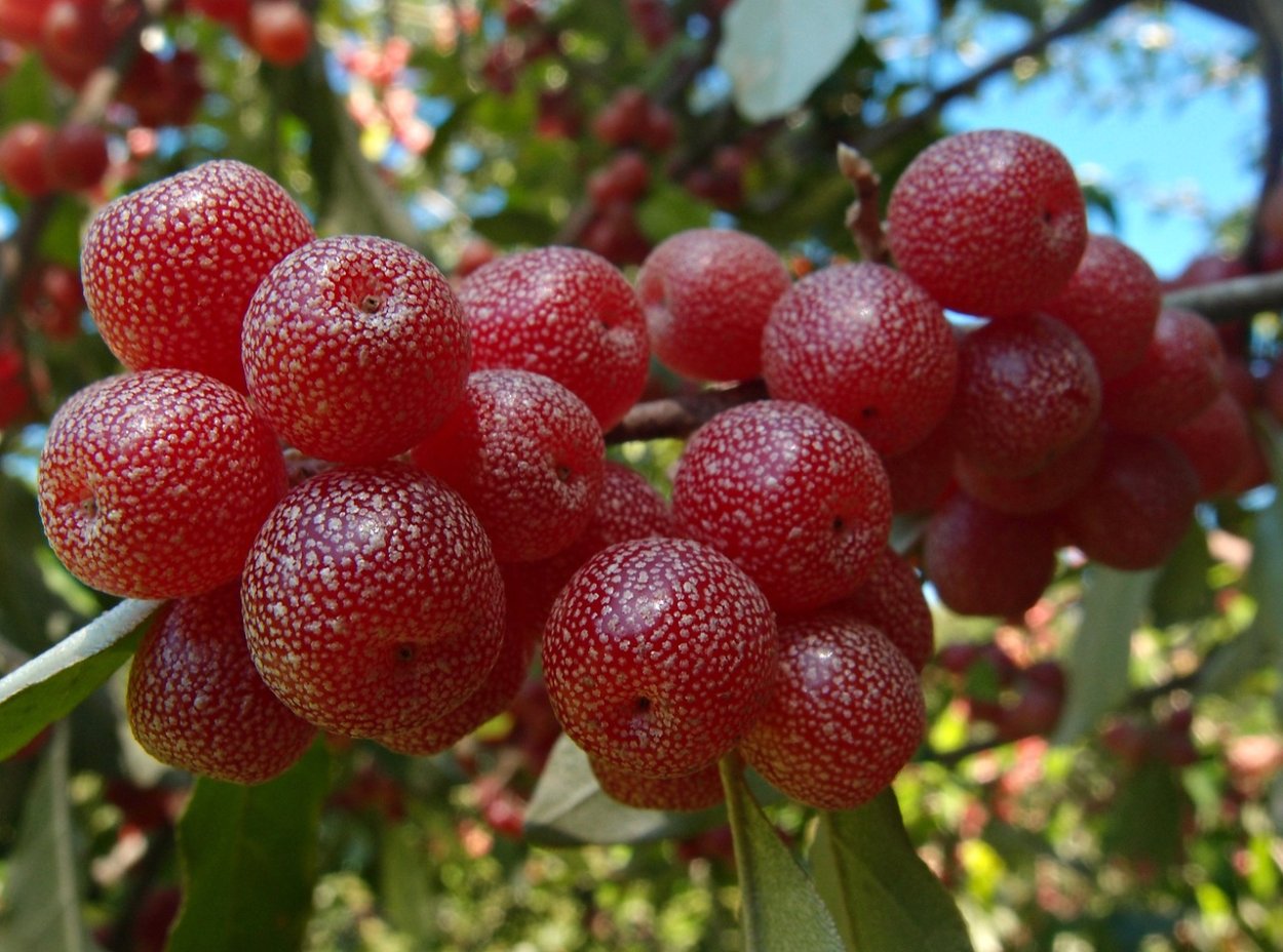 107. Гуми (лох многоцветковый) - Elaeagnus multiflora