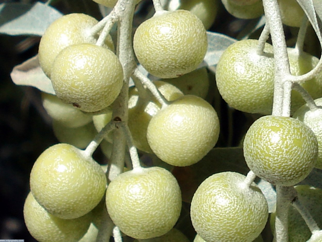 Лох серебристый ягоды