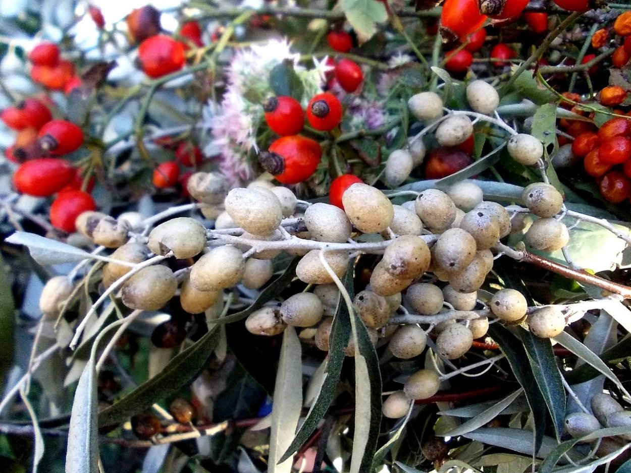 Узколистный; Джида