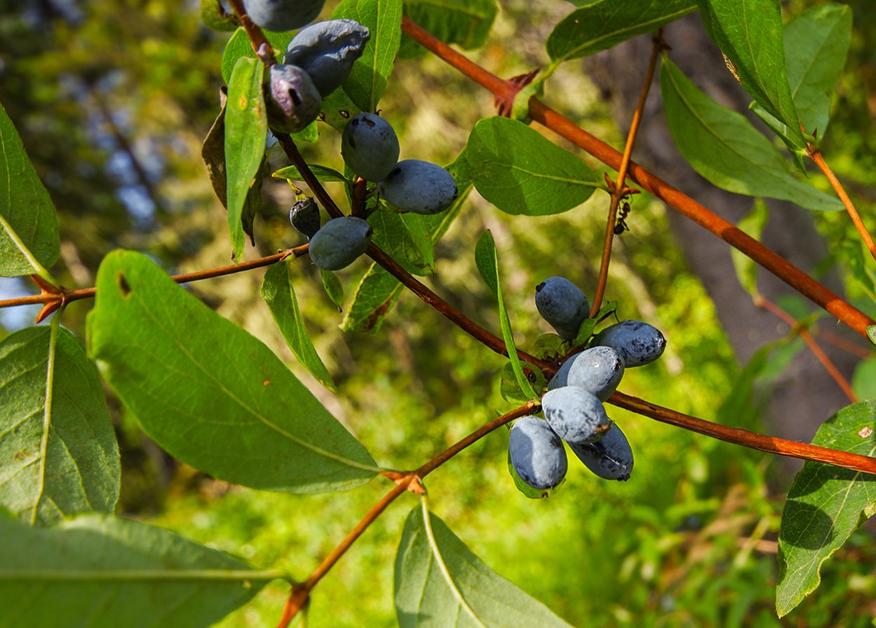 Желтая ягода