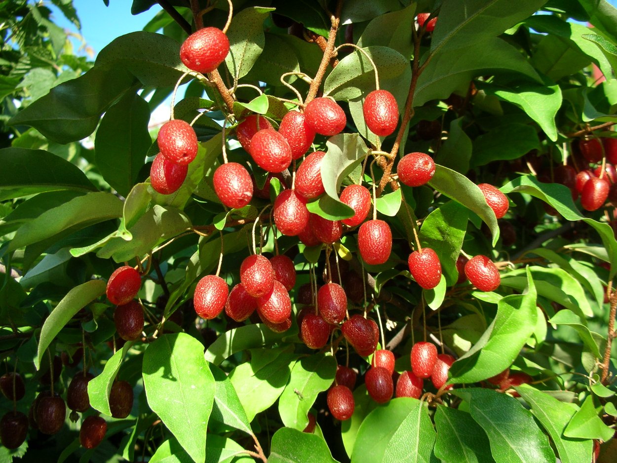 Ежевика лох мери