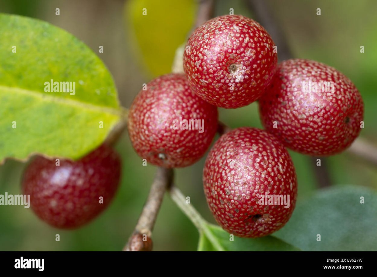 Лох зонтичный Акигуми