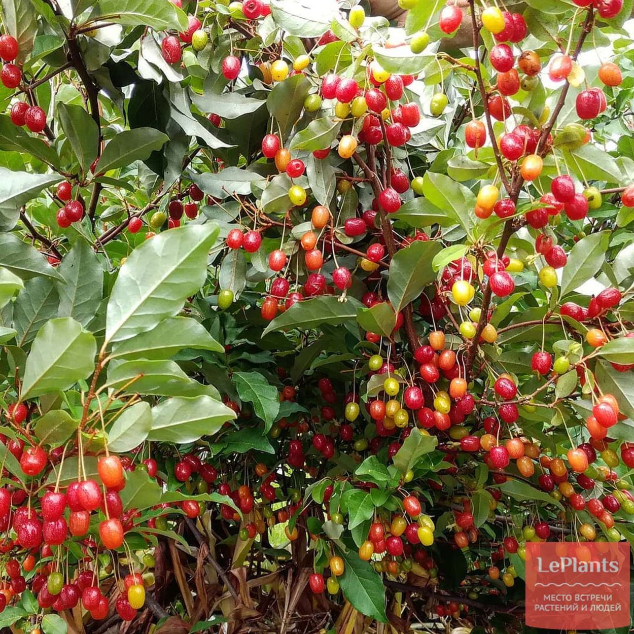 Лох узколистный (Дикая маслина)