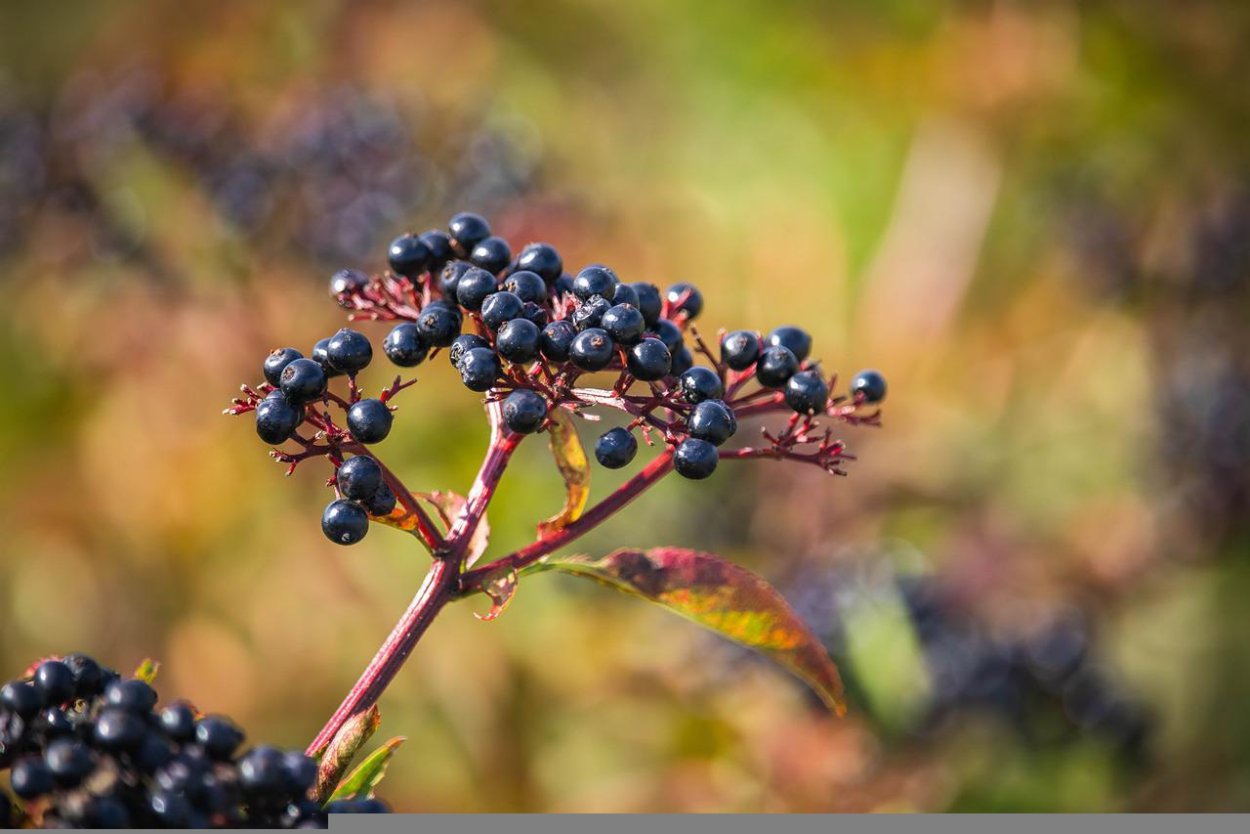Ягода Бузина Волчья ягода