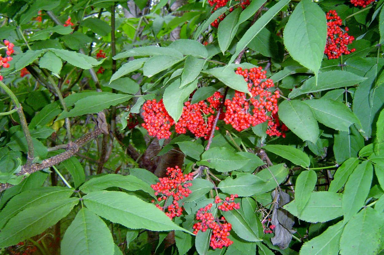 Бузина красная съедобная