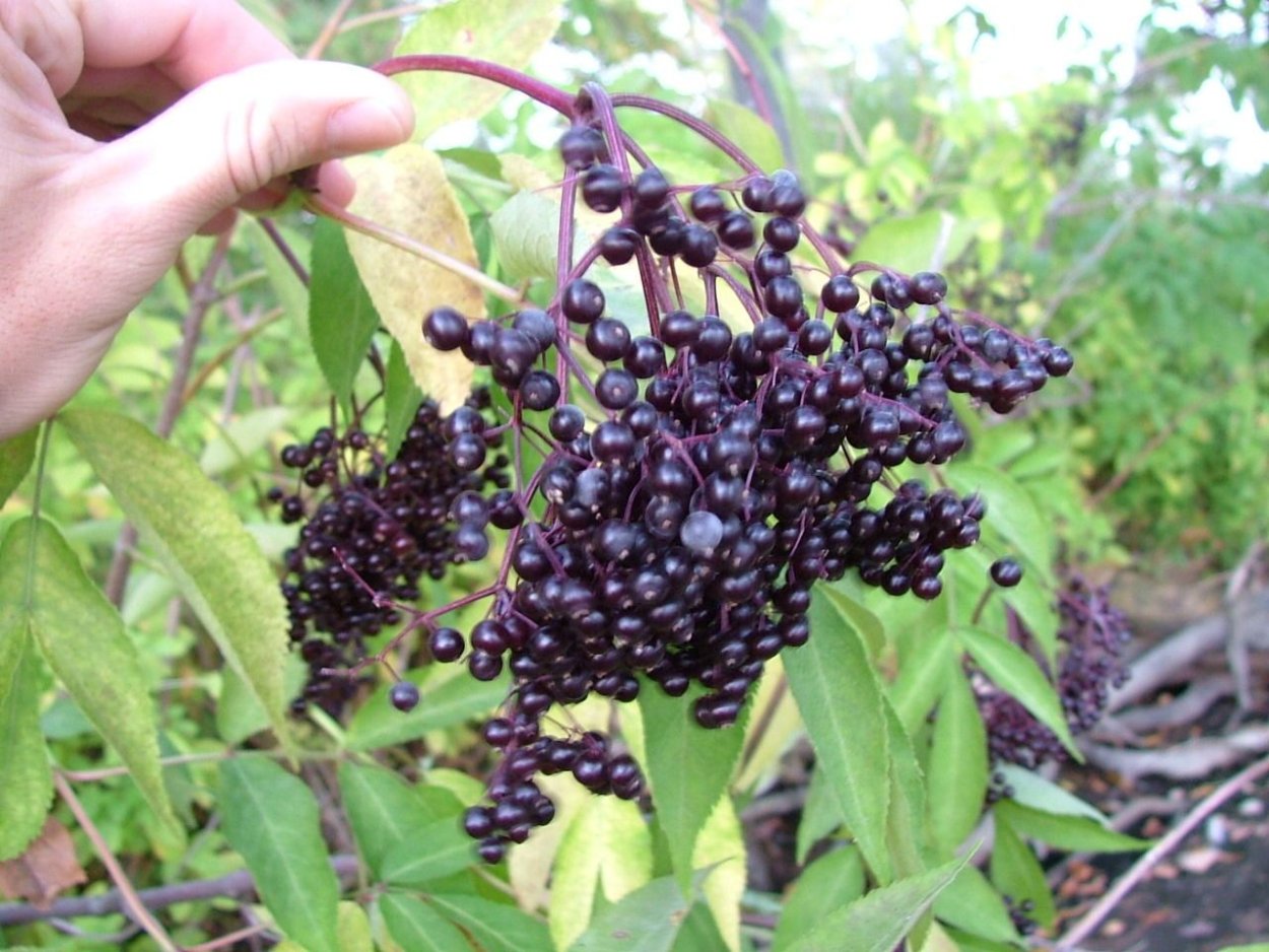 Черная ягода Elderberry