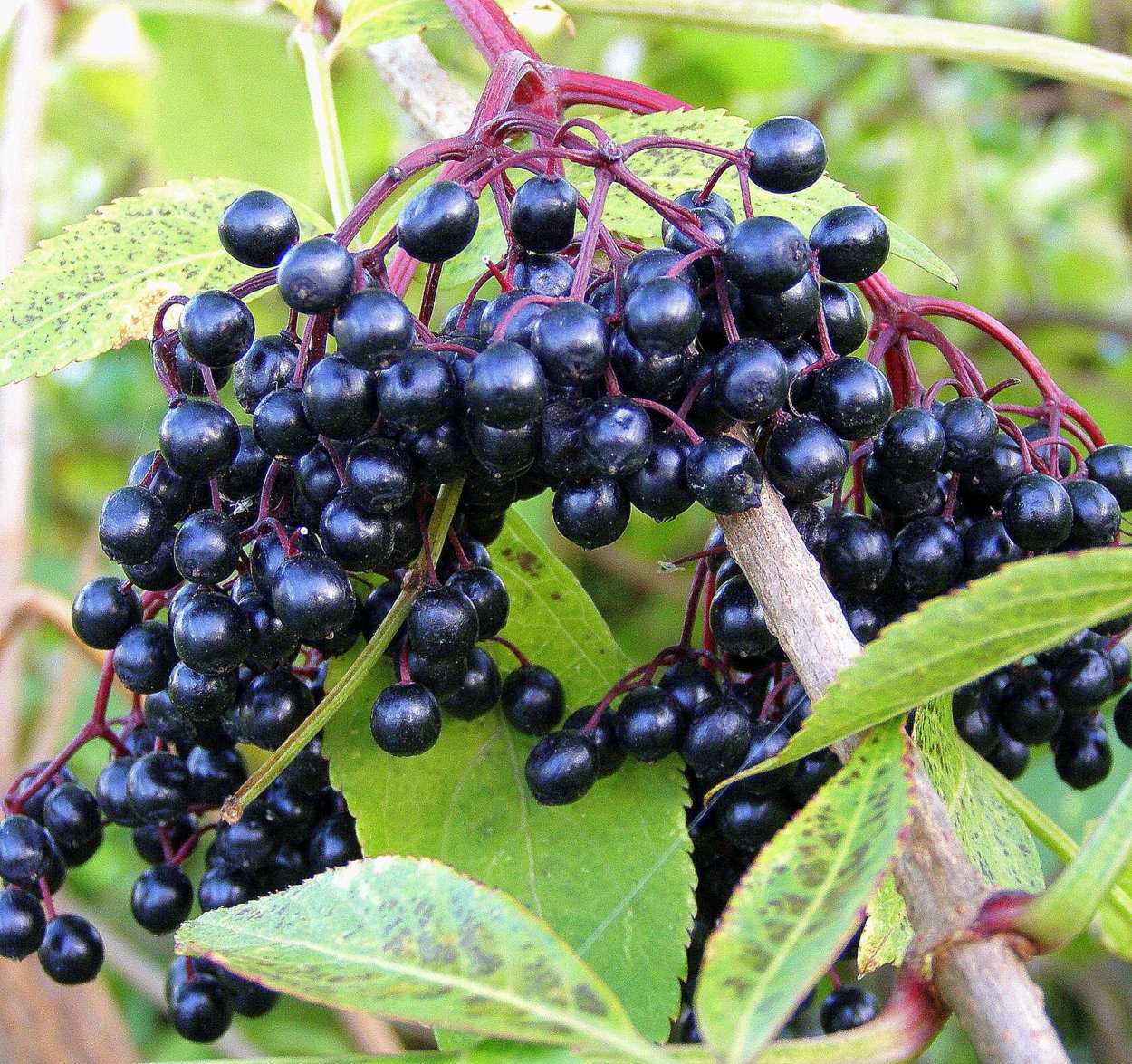 Бузина чёрная съедобная