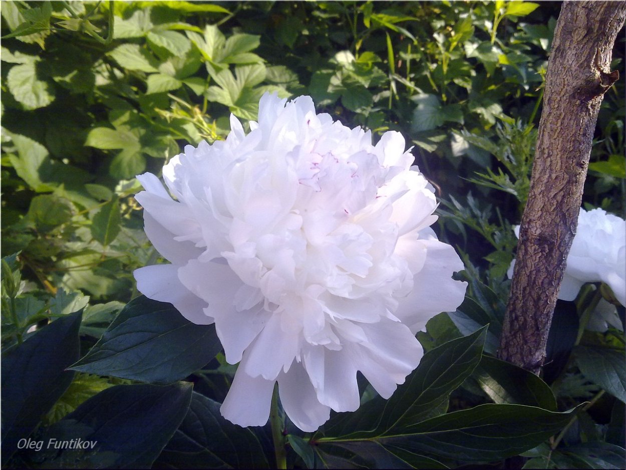 Пион Яблоневый цвет