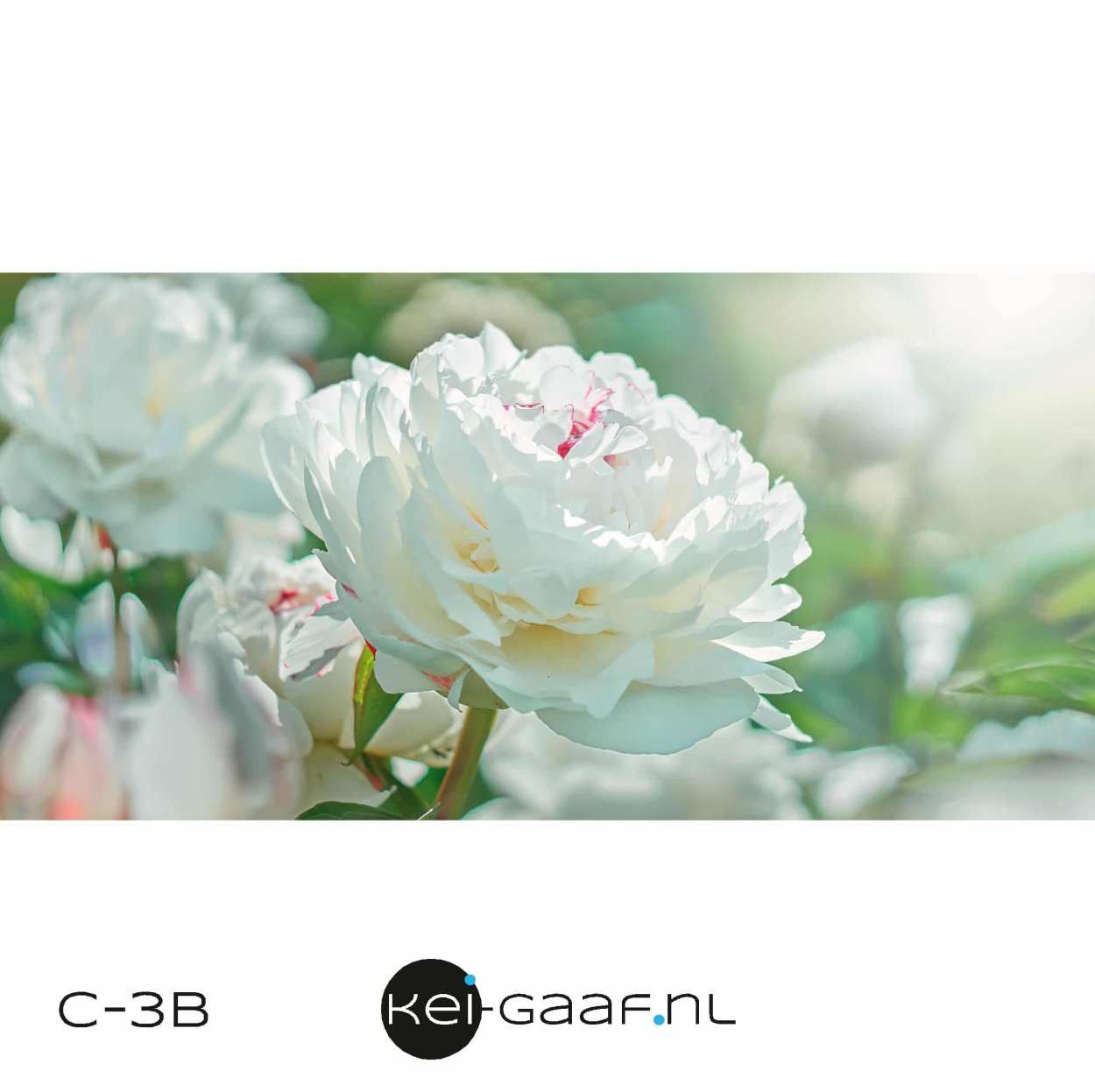 Белые пионы