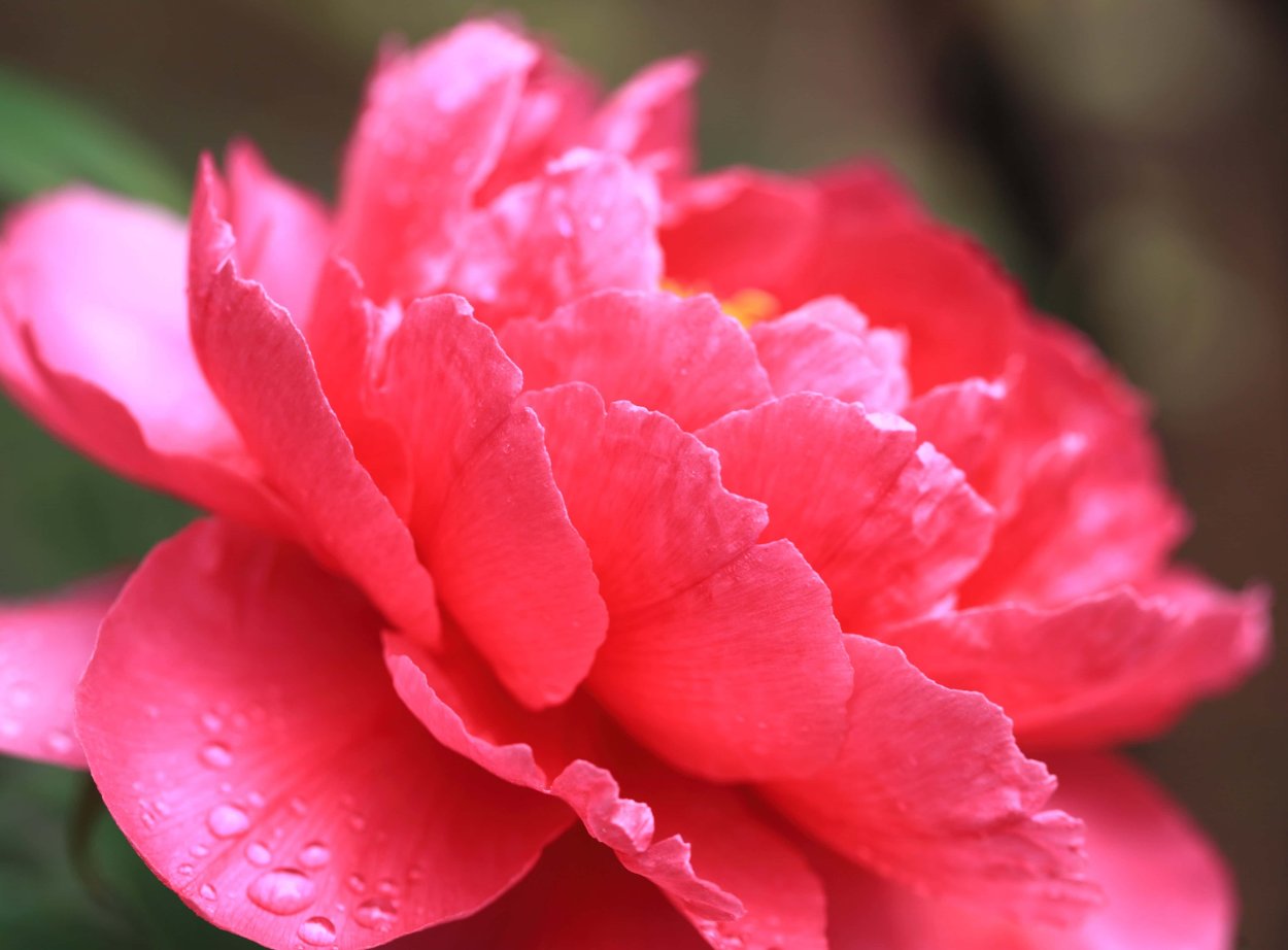 Пион красная Камелия