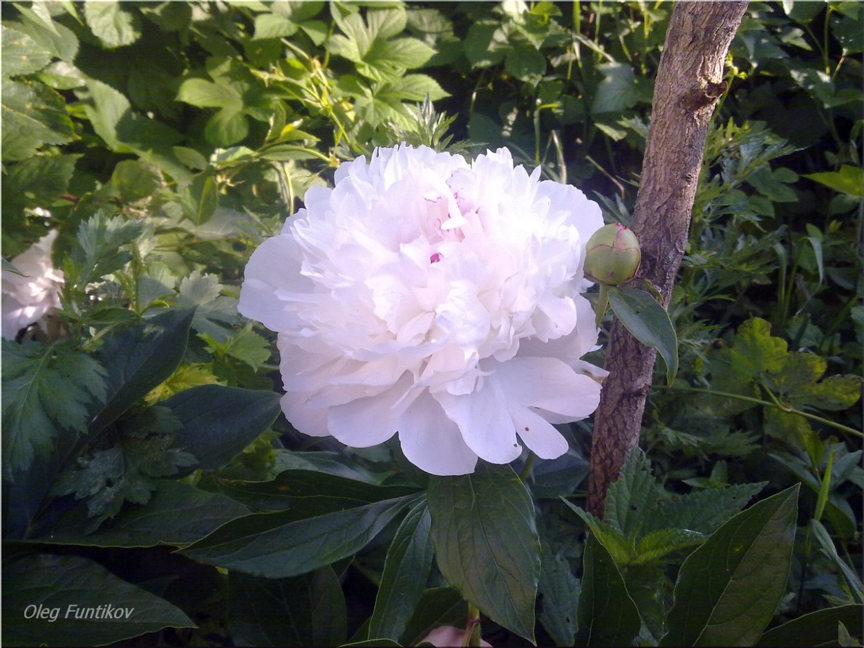 Яблоневый пион