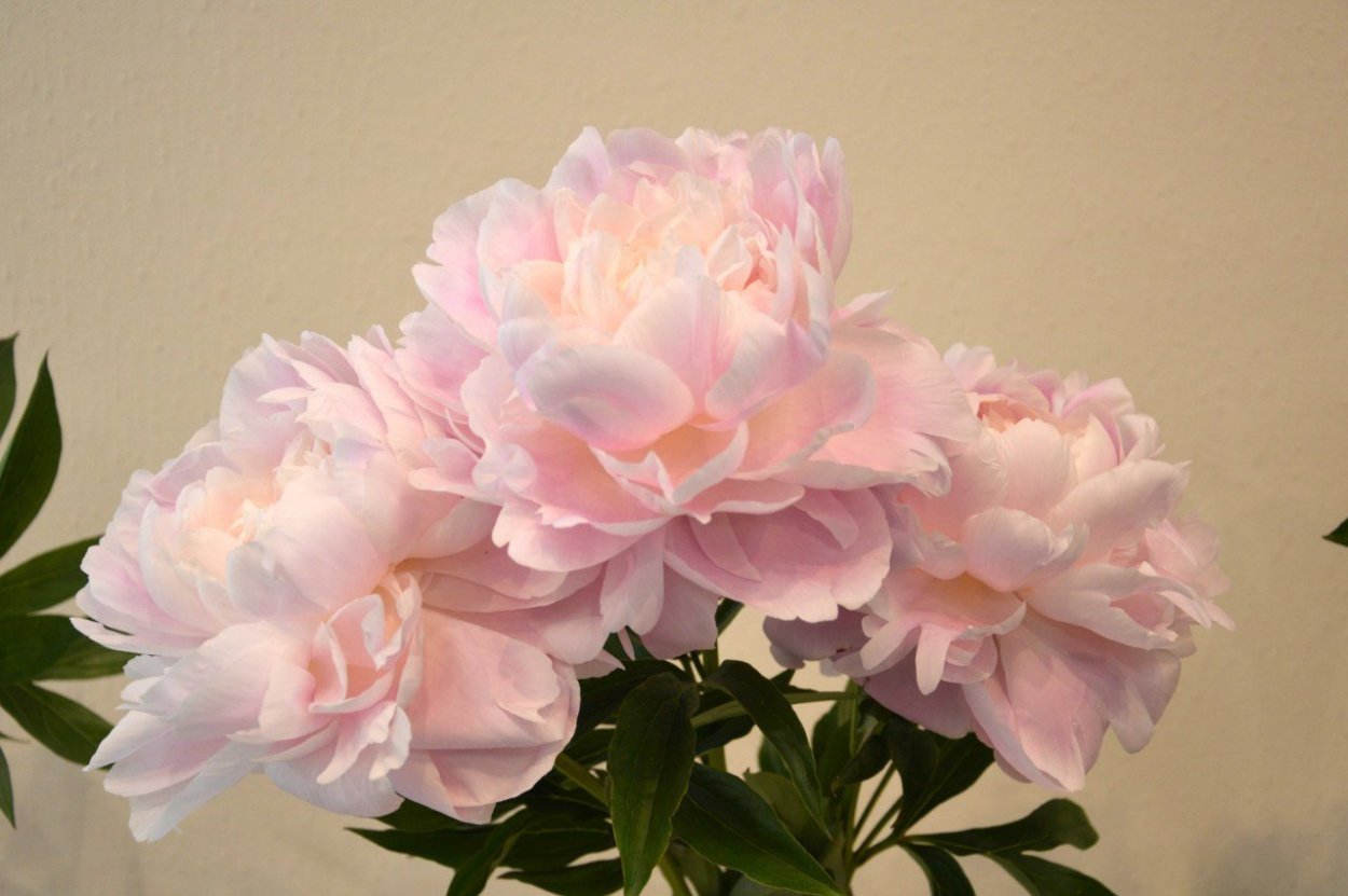 Пион Индепенденс Дэй