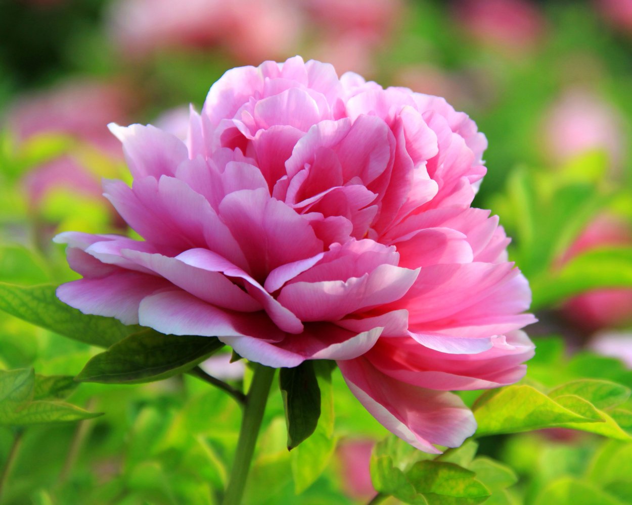 Пион Люксуриант