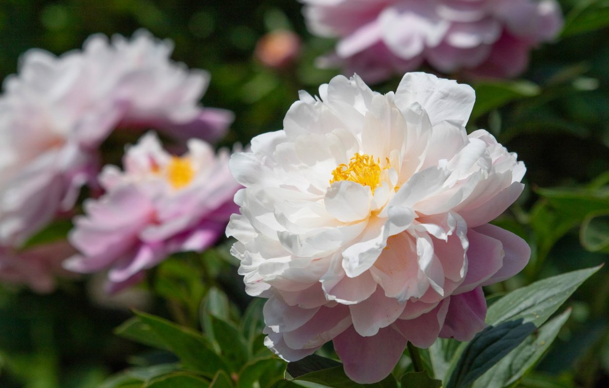 Пион горный на белом фоне