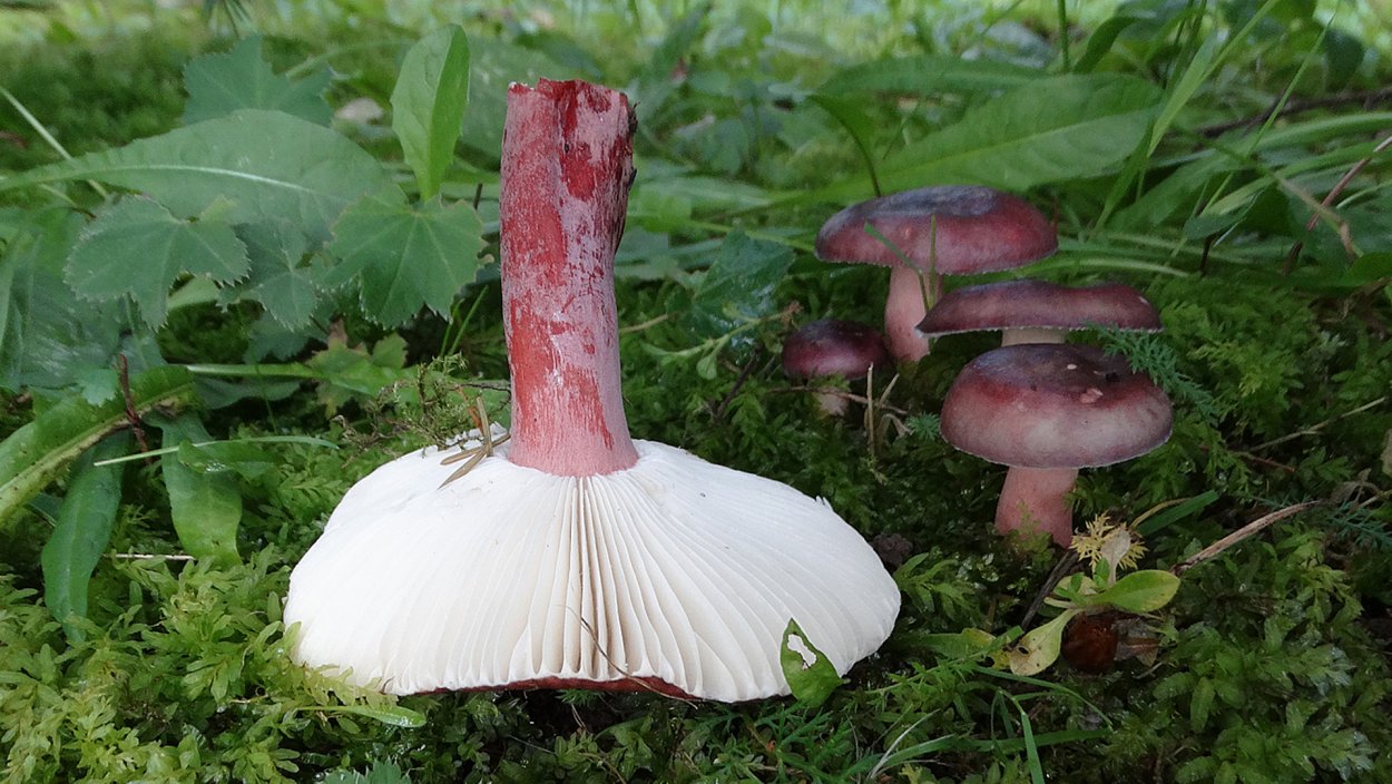 Шляпочные грибы сыроежка