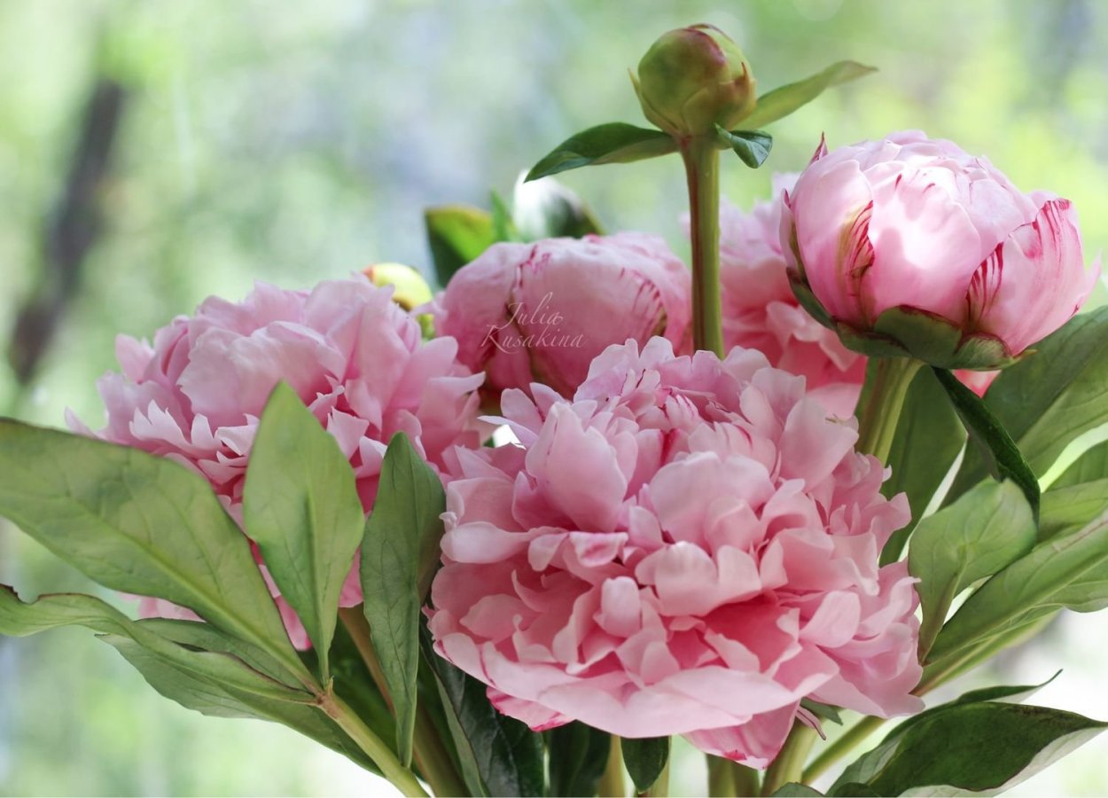 Пион Апплетон Хаус