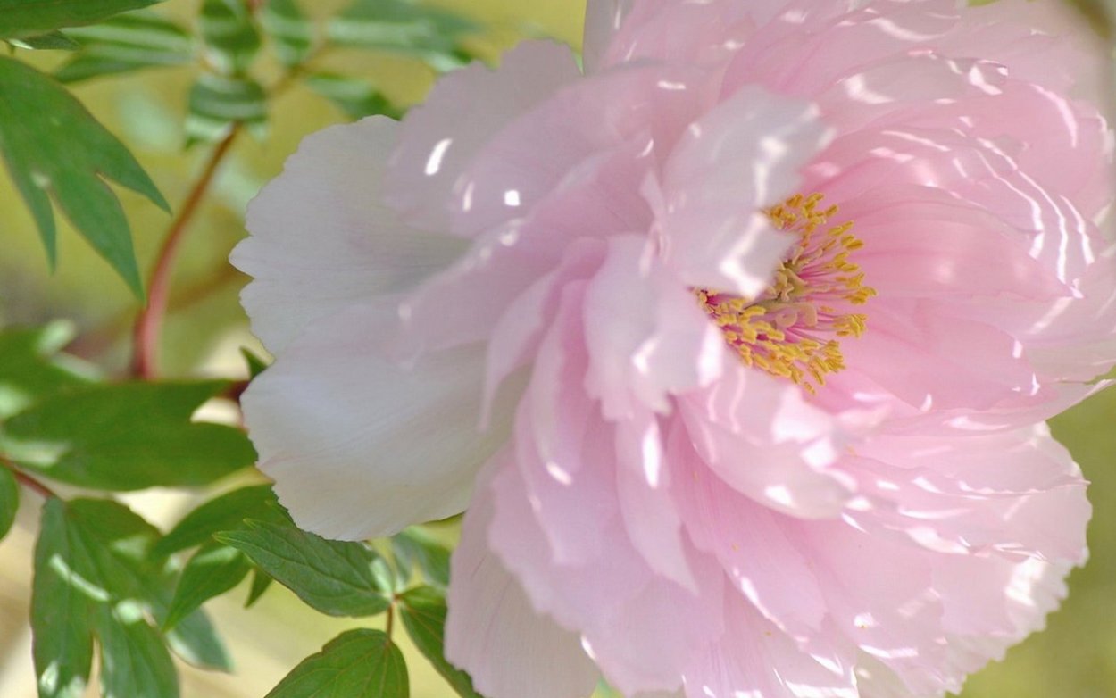 Пионы на солнце