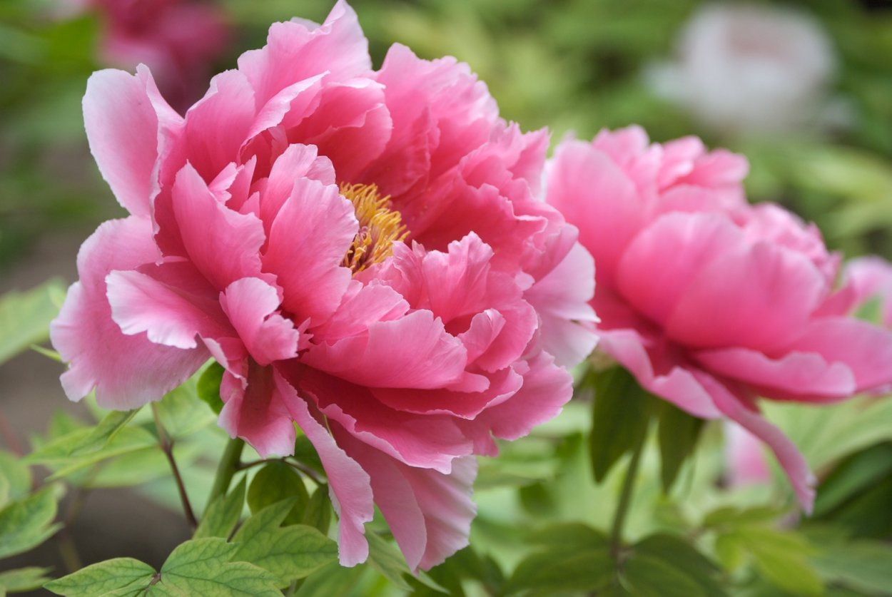 Пион Роял Роуз