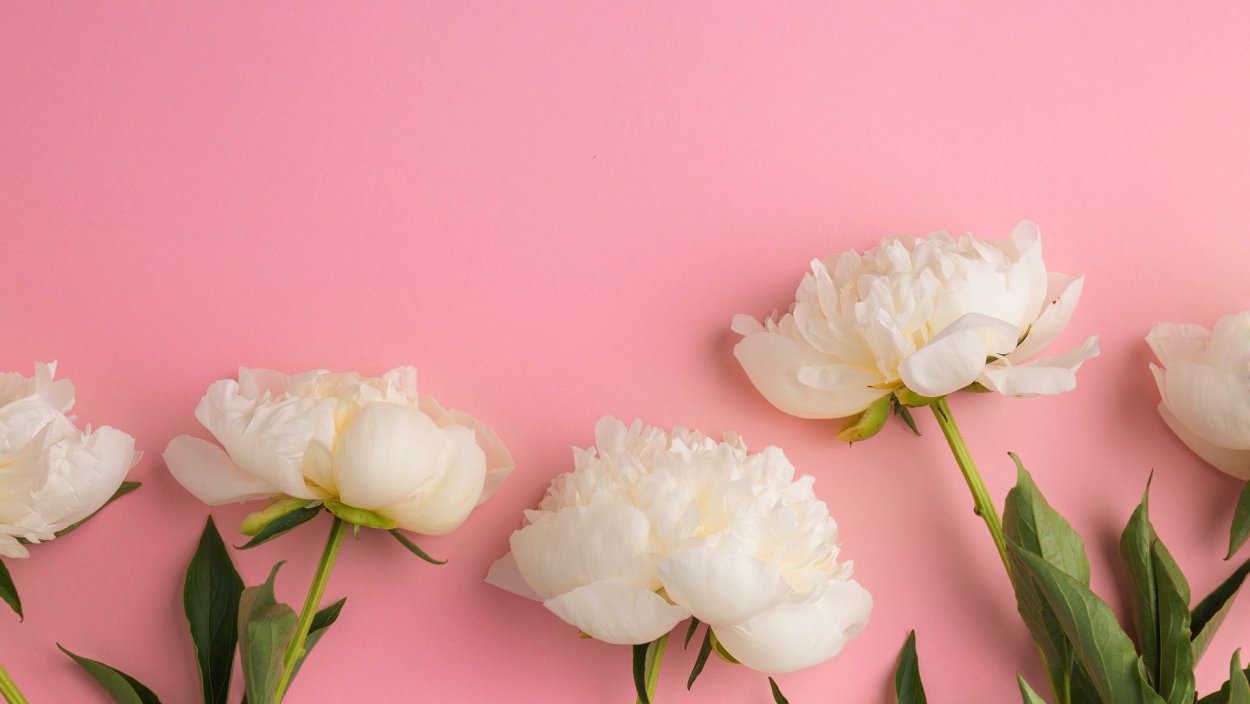 Нежные пионы
