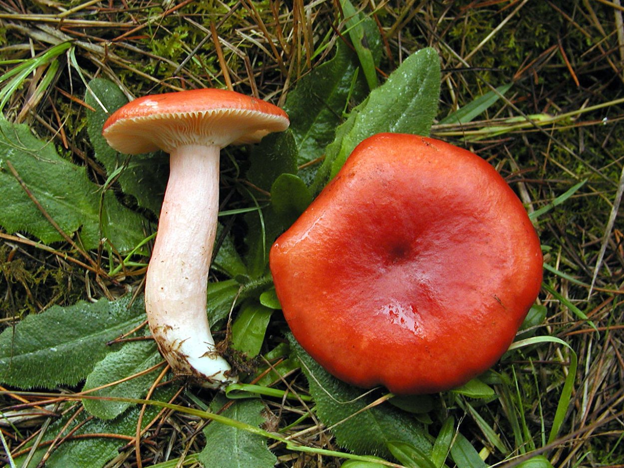 Russula sanguinea