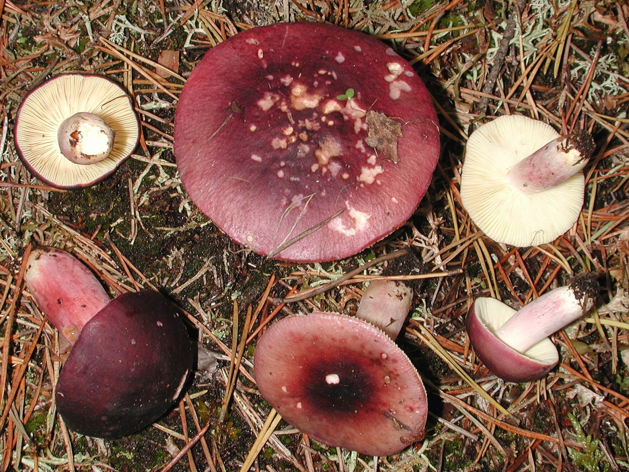 Сыроежка Мэйра Russula Nobilis