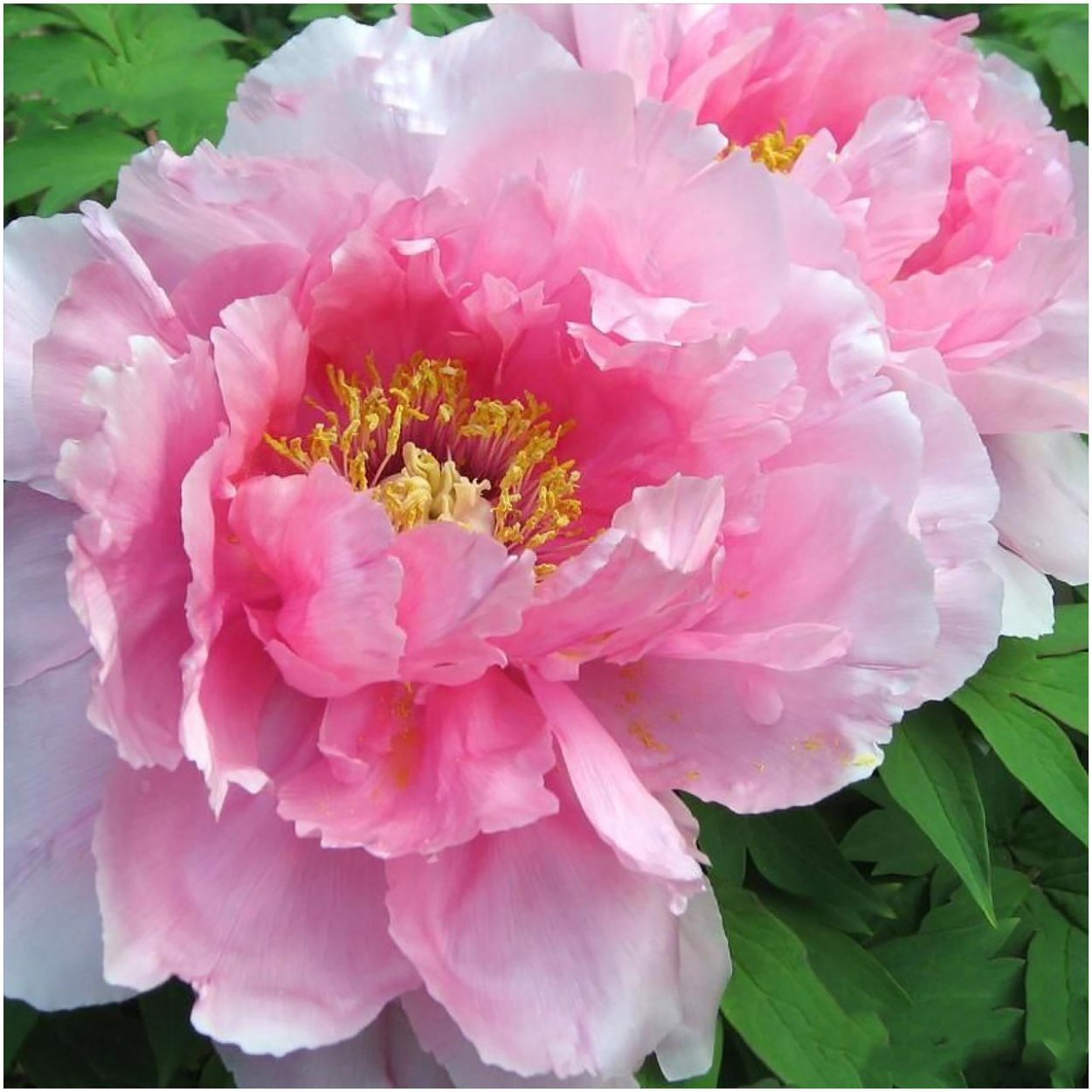 Пион Кёнинг Вильгельмина