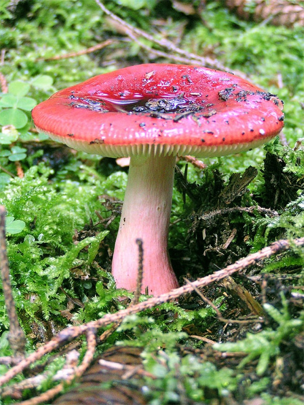 Сыроежка кроваво-красная (Russula sanguinea)