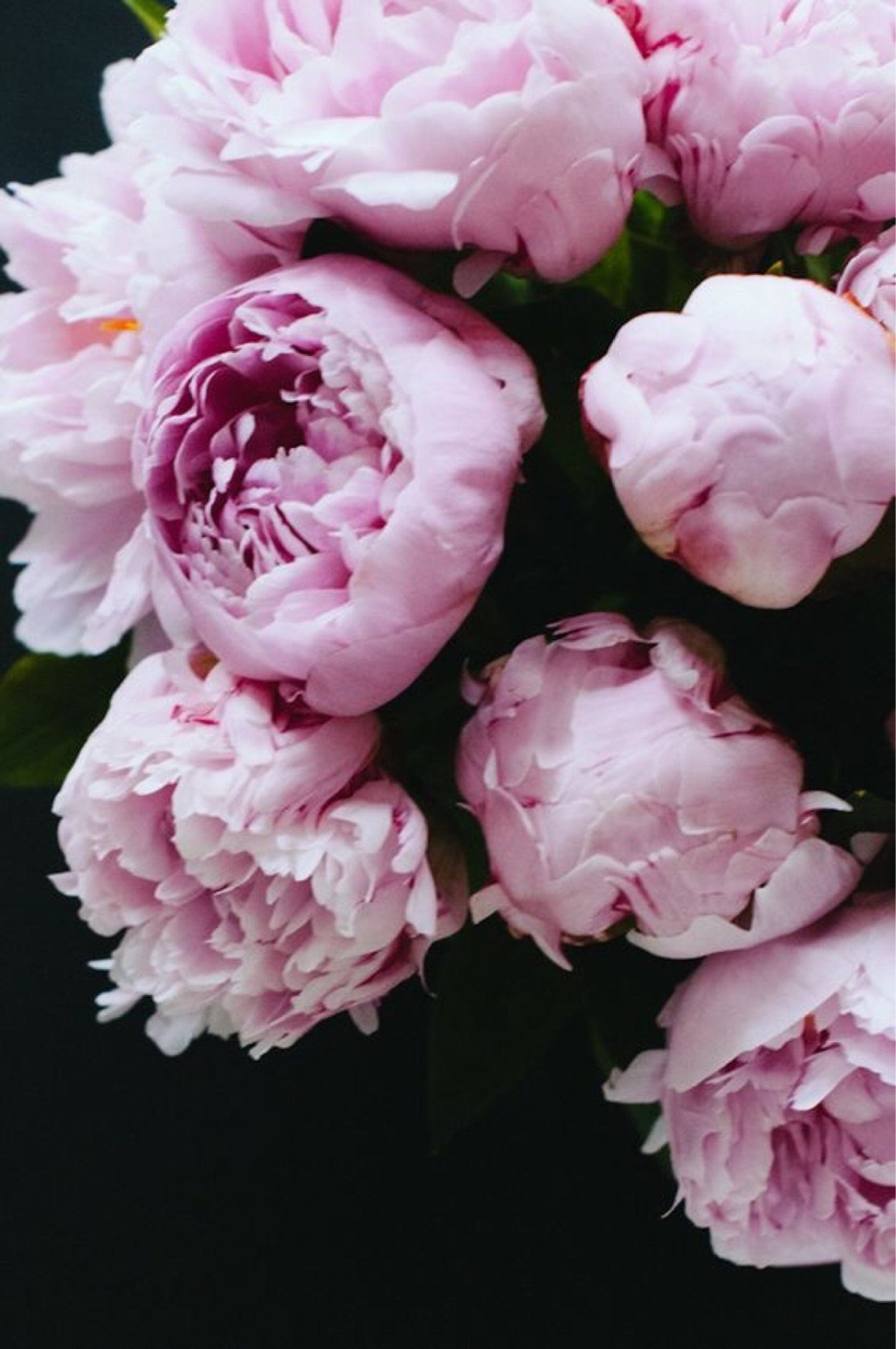 Пион Эдит кавелл