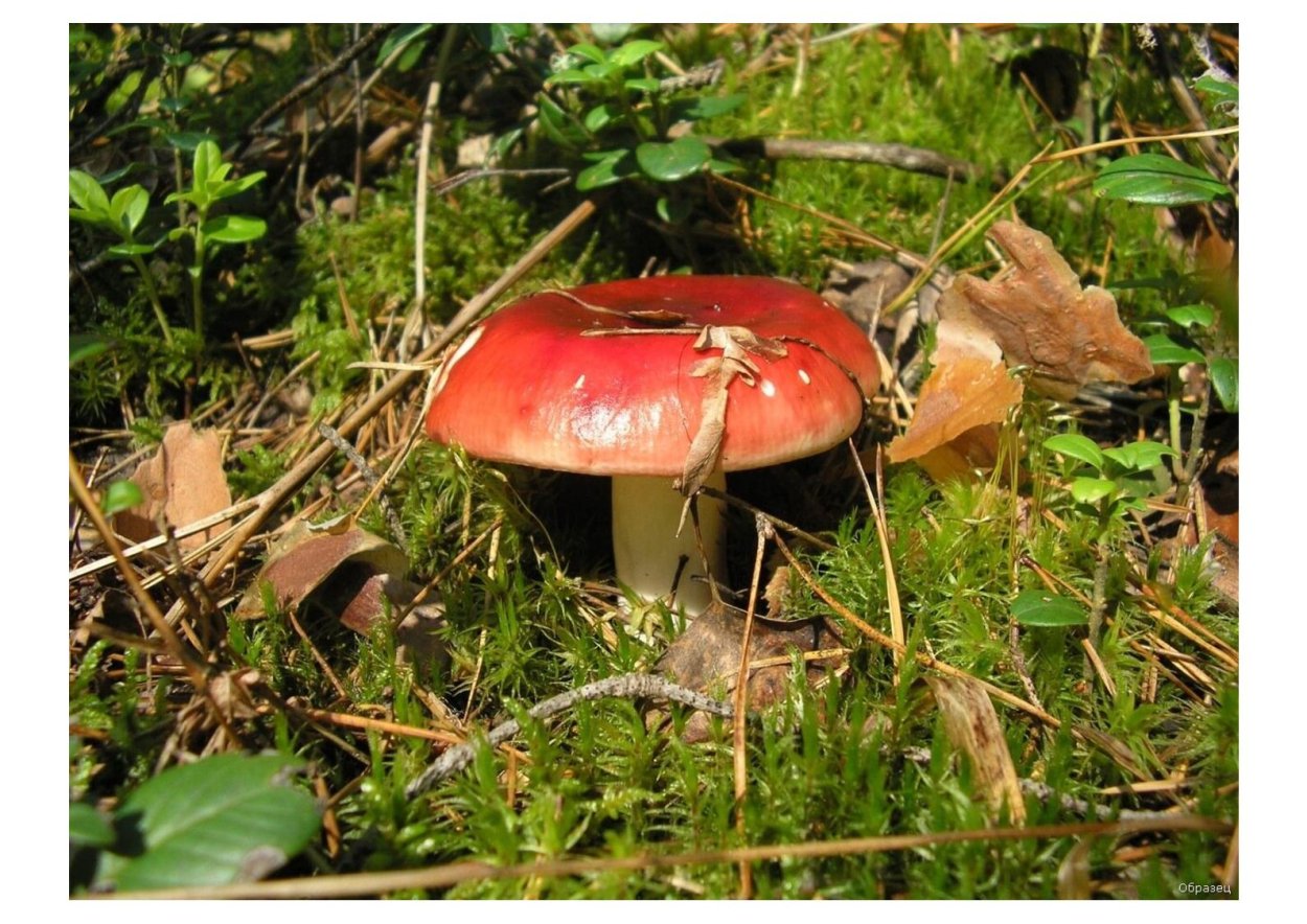 Сыроежка розовая съедобная