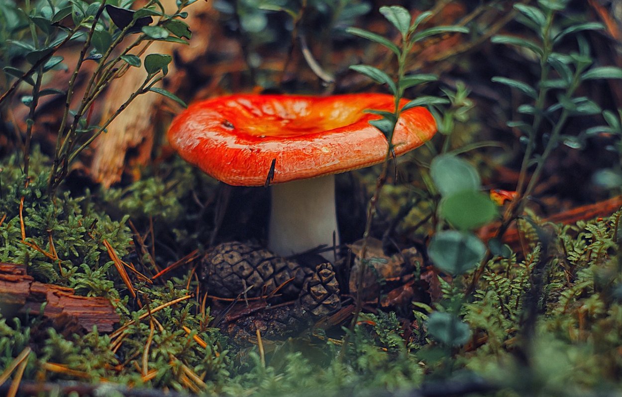 Russula sanguinea